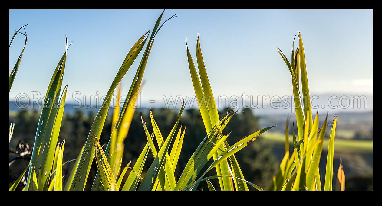 Image of Flax leaves backlit and glowing green by afternoon sunlight (Phormium tenax). Panorama with rural backdrop, New Zealand (NZ) stock photo image