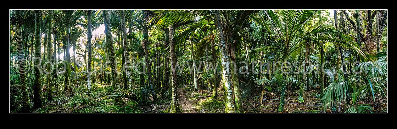 Image of Heaphy Track Great Walk passing through Nikau Palm (Rhopalostylis sapida) forest. Panorama file, Kahurangi National Park, Buller District, West Coast Region, New Zealand (NZ) stock photo image