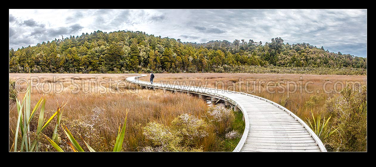 Image of Okarito Wetland Walk, boardwalk winding through wetland towards the Okarito Trig Walk and Three Mile Lagoon Pack Track. Panorama, Westland / Tai Poutini National Park, Westland District, West Coast Region, New Zealand (NZ) stock photo image