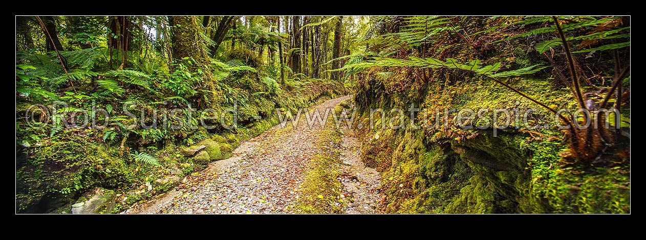 Image of Mahinapua walkway following the Mananui Bush Tramline route through a cutting in podocarp rainforest, from Woodstock to Mahinapua. Panorama, Hokitika, Westland District, West Coast Region, New Zealand (NZ) stock photo image