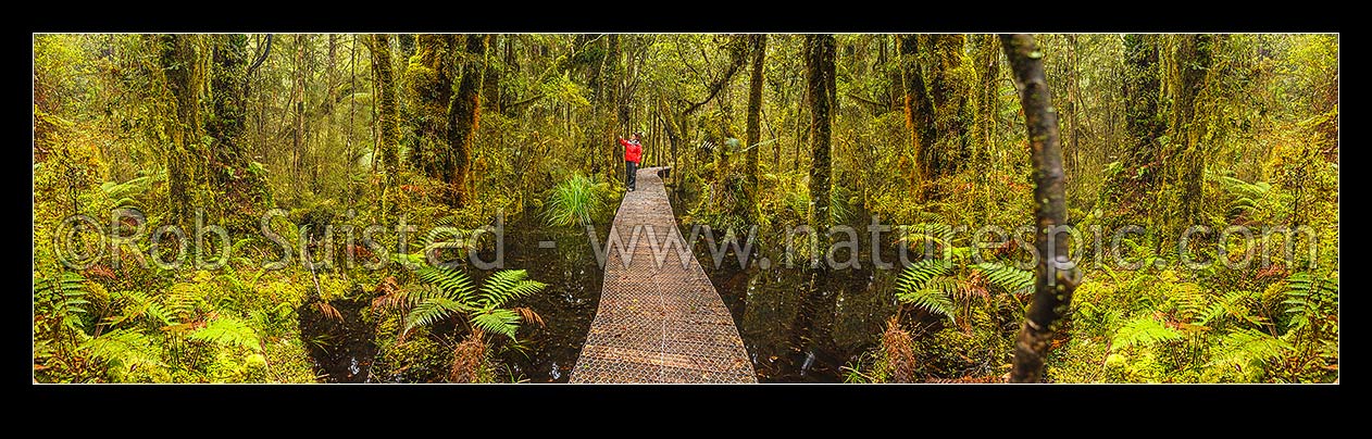 Image of Ship Creek forest walking track and boardwalk through bush, tree ferns and wetland. Woman tourist visitor photographing view. Ship Creek forest interior panorama, Haast, Westland District, West Coast Region, New Zealand (NZ) stock photo image