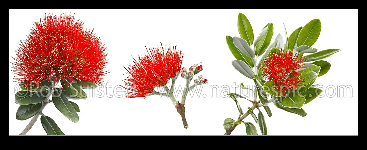 Image of Pohutukawa flowers on white background (Metrosideros excelsa) in mosiac pattern. Panorama, New Zealand (NZ) stock photo image