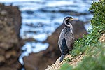 Spotted Shag, NZ endemic