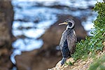 Spotted Shag, NZ endemic