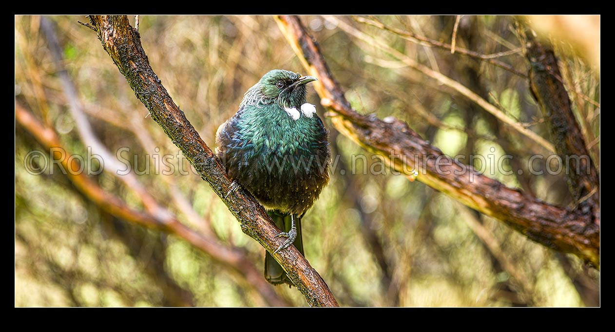 Image of Native Tui Bird (Prosthemadera novaeseelandiae) perching in manuka tree, New Zealand (NZ) stock photo image