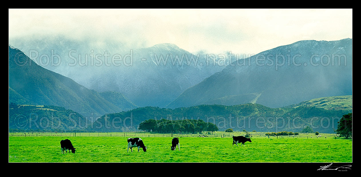 Image of Dairy farm below the Kaikoura mountains, Kaikoura, Kaikoura District, Canterbury Region, New Zealand (NZ) stock photo image