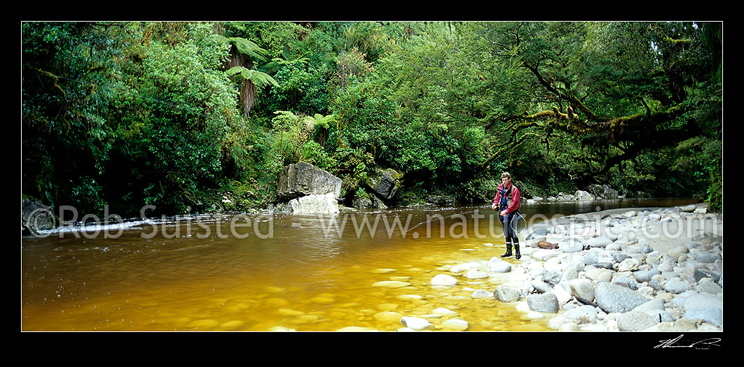 Image of Fly fishing for trout, Karamea, Buller District, West Coast Region, New Zealand (NZ) stock photo image