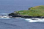 Enderby Island grassy headland