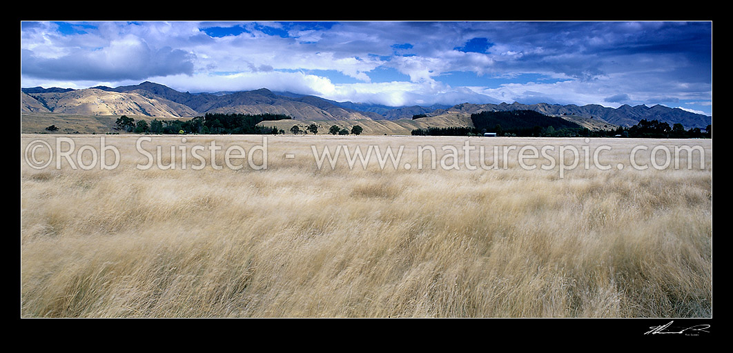 Image of Rural farmland panorama across dry grassland towards Waihopai Valley and ranges, Marlborough, Marlborough District, Marlborough Region, New Zealand (NZ) stock photo image